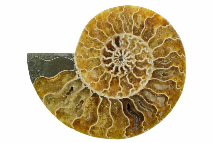 Cut & Polished Ammonite Fossil (Half) - Madagascar #347515